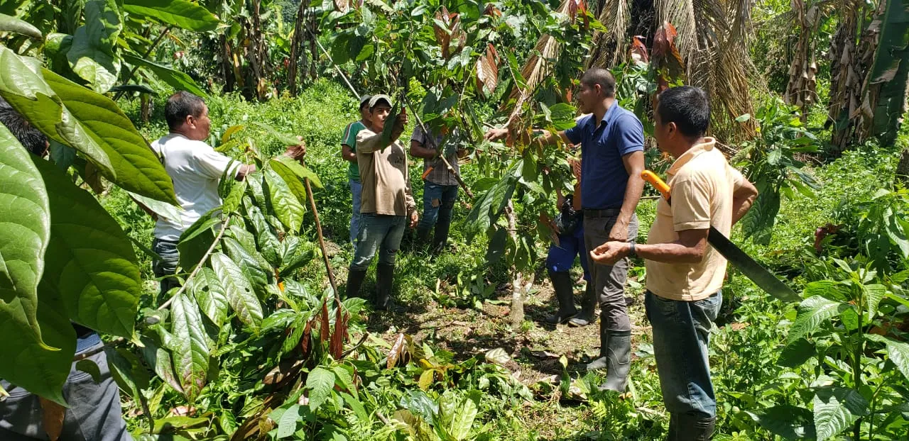 Lee más sobre el artículo Productores conocen sobre manejo cultural en el cultivo cacao.