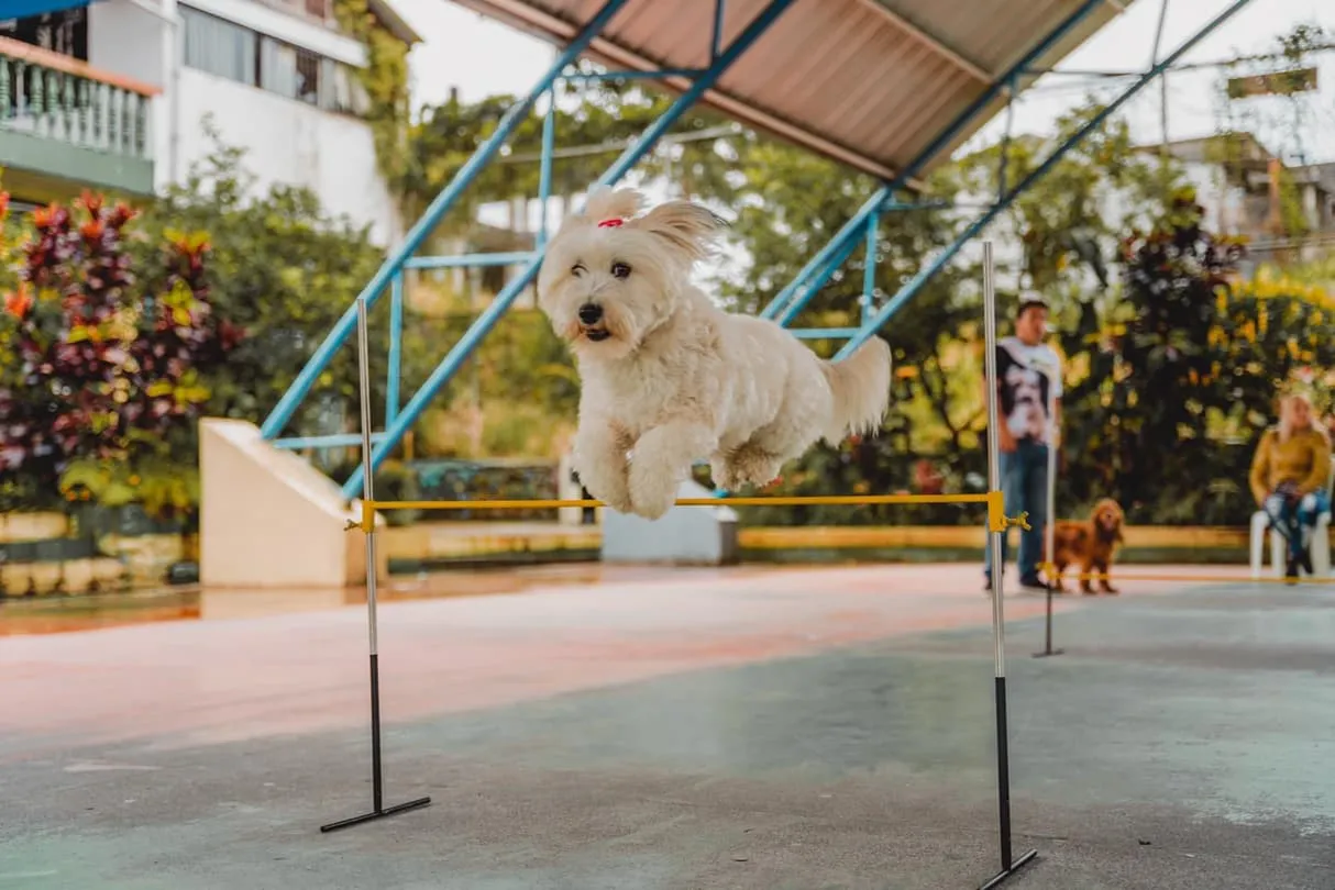 Lee más sobre el artículo Municipio Cantón Pastaza realizó I Match Canino 2022.