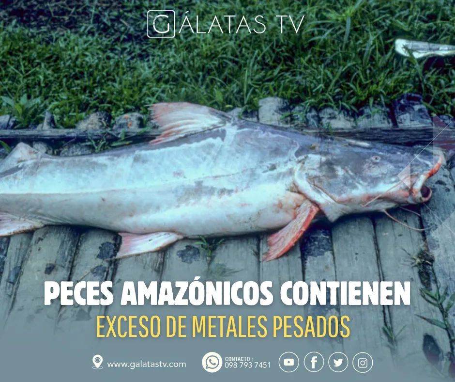 Lee más sobre el artículo Peces amazónicos contienen exceso de metales pesados