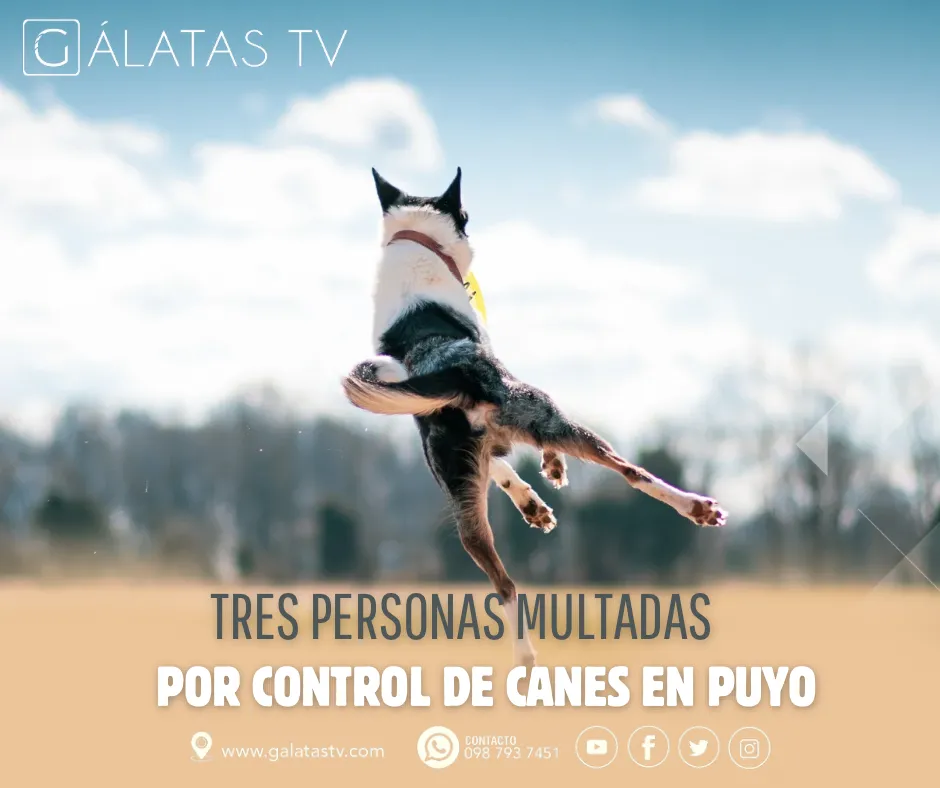 Lee más sobre el artículo Tres personas multadas por control de canes en Puyo.