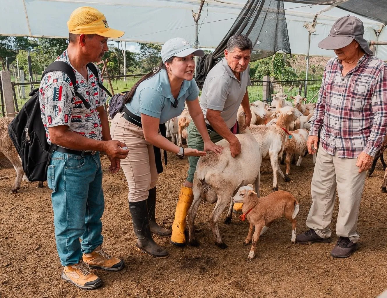 Lee más sobre el artículo Prefectura de Pastaza fortalece producción ovina.