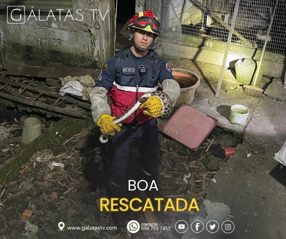Lee más sobre el artículo Bomberos de Pastaza realizaron rescate de fauna silvestre.