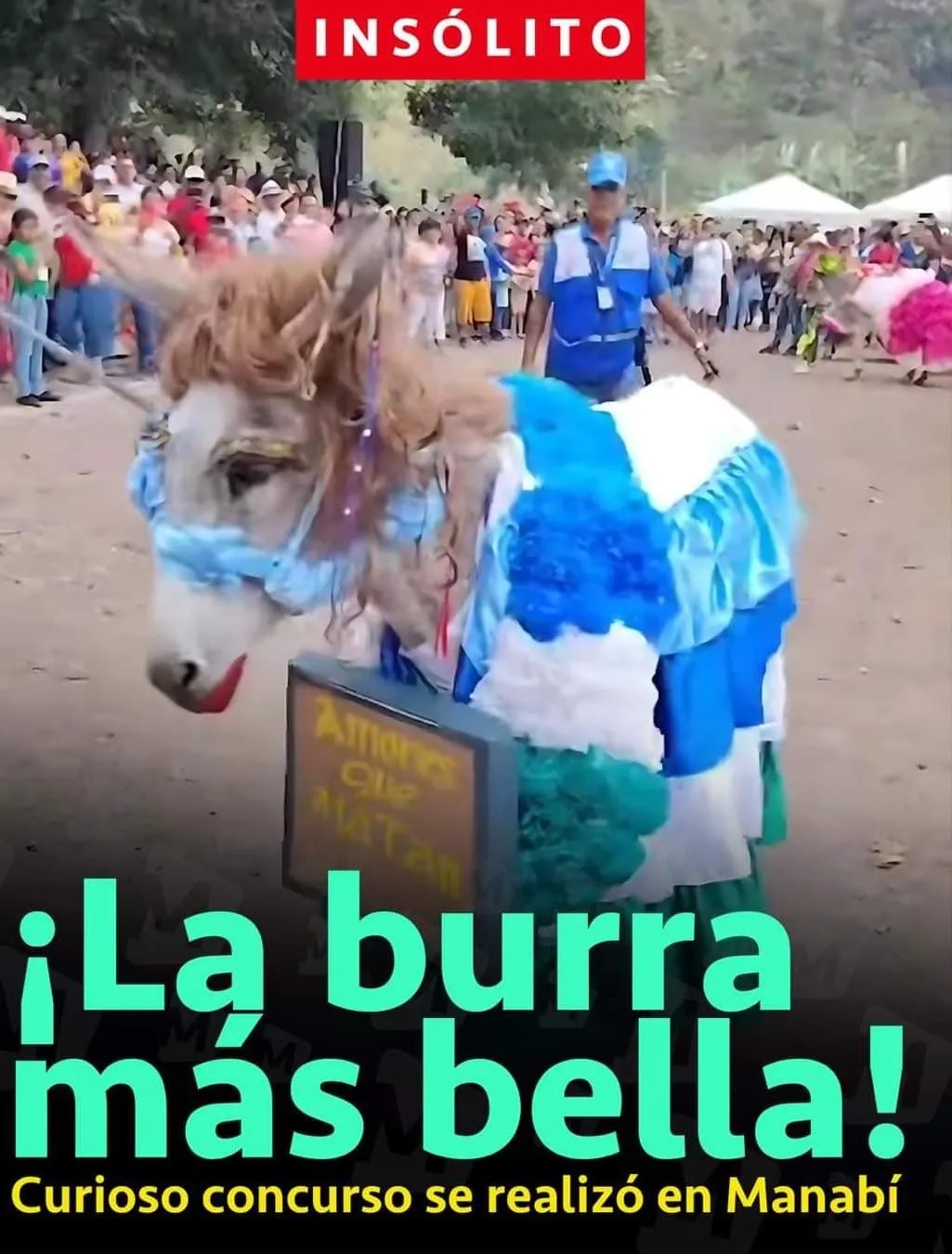 Lee más sobre el artículo Insólito concurso en Ecuador de la burra más linda.