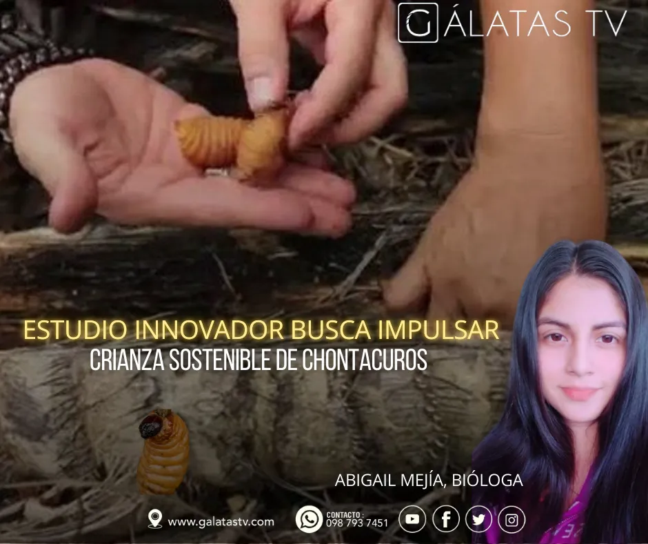 Lee más sobre el artículo Estudio en la Amazonía propone método sostenible para crianza de Chontacuros.