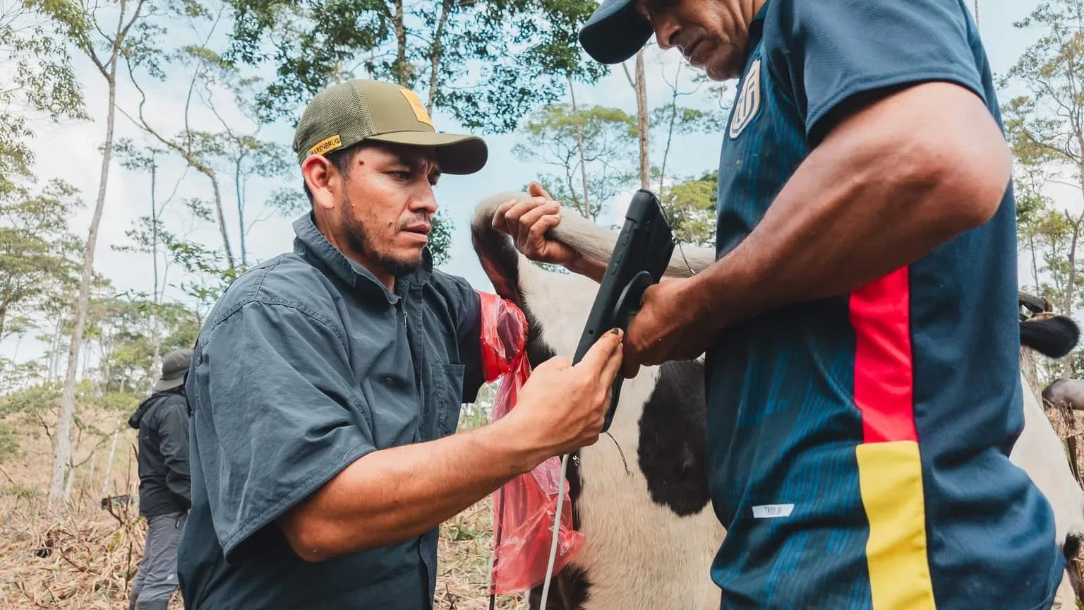 Lee más sobre el artículo Vacas preñadas mediante mejoramiento genético en Pastaza.