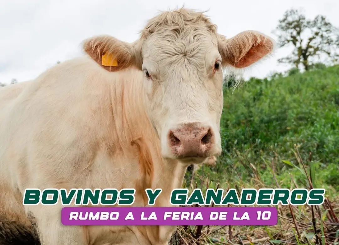 Lee más sobre el artículo Ganaderos se preparan para la feria de la Diez.