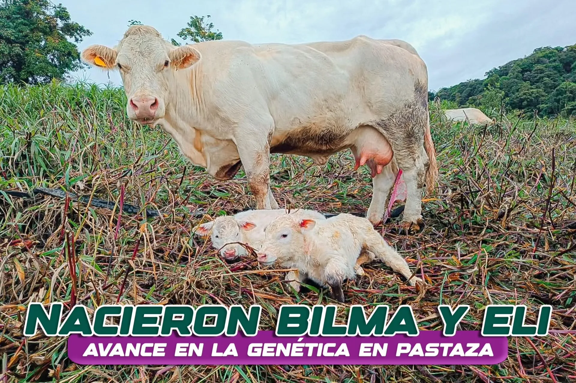 Lee más sobre el artículo Alegría doble en el sector Selva Alegre.