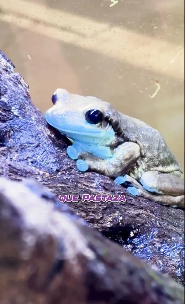 Lee más sobre el artículo Video. Pastaza Biodiversa.