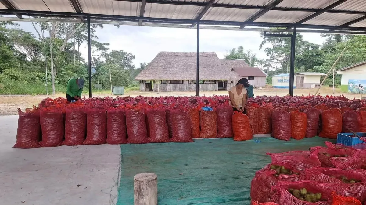 Lee más sobre el artículo Familias de Pastaza entregaron 8 mil Kg de achiote a empresa ILE.